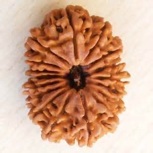 17 face rudraksha nepal